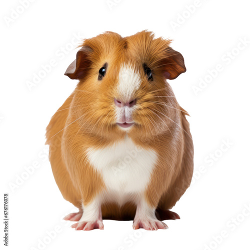 gatsby rat isolated on transparent background,transparency 