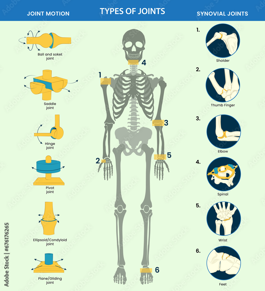 Types of Human body joints consist Ball, hinge, pivot, gliding, and