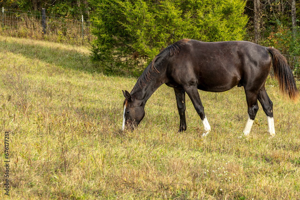 Fototapeta premium A black yearling warmblood colt with white socks grazing in a hilly field.