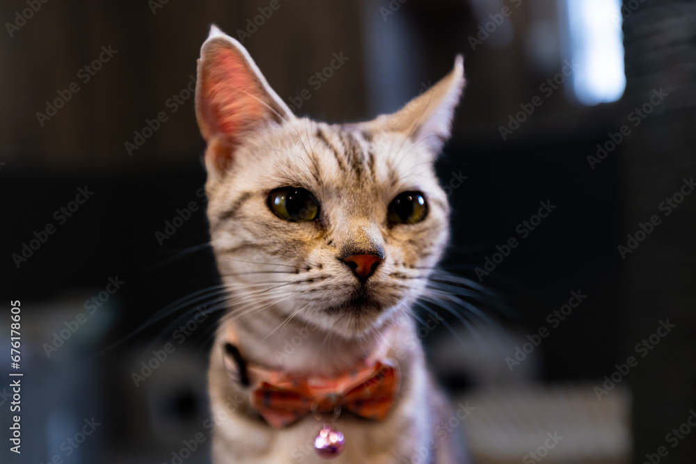 portrait of a doestic cat