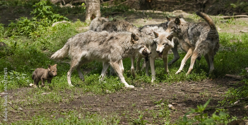 Wolf Wildlife Saga: Canis Lupus Chronicles - A Compelling Glimpse into the Lives of a Wolf Family, Captured in the Heart of the Untamed Wilderness. Wildlife Photography. Wolf Wildlife Saga: Canis Lupus Chronicles - A Compelling Glimpse into the Lives of a Wolf Family, Captured in the Heart of the Untamed Wilderness. Wildlife Photography.