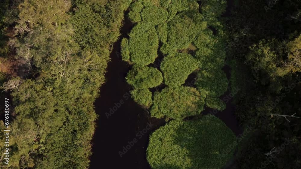 Aerial Top Backward Growth Of Green Shrubs In River Amidst Natural Landscape - Bayou, Louisiana Aerial Top Backward Growth Of Green Shrubs In River Amidst Natural Landscape - Bayou, Louisiana