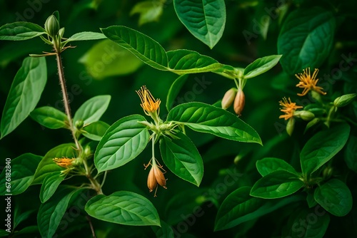 close up of green plant,Withania Somnifera or Ashwagandha plant. Medicinal plant of Withania Somnifera with attractive green leaves