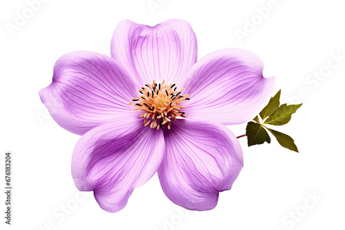 Purple flower isolated on white