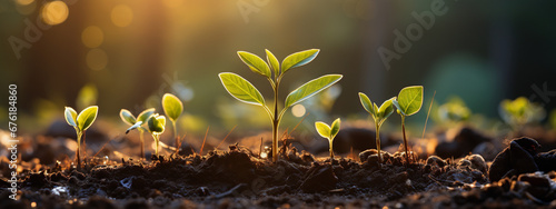 the seedling are growing from the rich soil to the morning sunlight that is shining, seedling, cultivation. agriculture, horticulture. plant growth evolution from seed to sapling, ecology concept - Ai