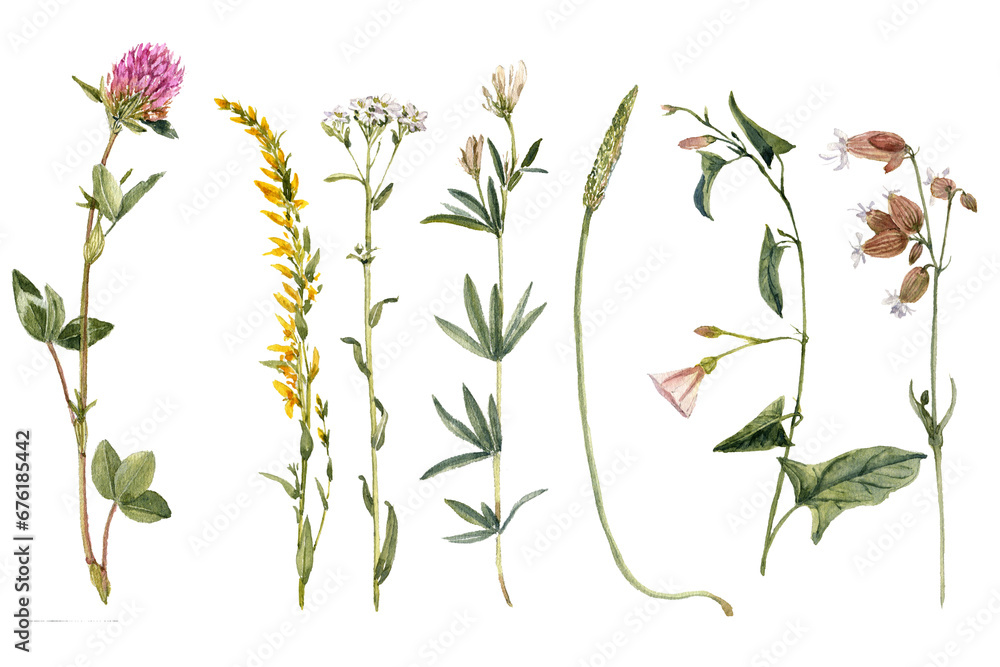 watercolor drawing plants and flowers, isolated at white background, natural elements, hand drawn botanical illustration - obrazy, fototapety, plakaty 