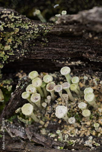 Pixie cup lichen - Cladonia asahinae, close up.
 photo