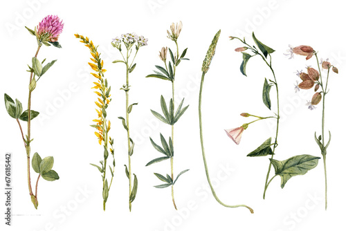 Fototapete watercolor drawing plants and flowers, isolated at white background, natural ele