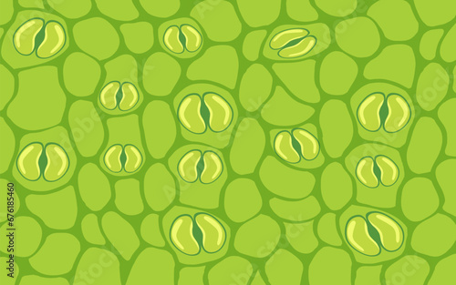 Close-Up of Plant Stomata in Vector Cartoon Style