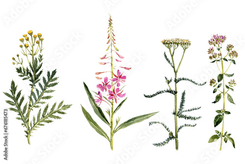 watercolor drawing plants and flowers, tansy, fireweed, yarrow and wild majoram isolated at white background, natural elements, hand drawn botanical illustration photo