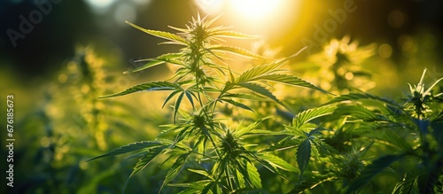 The lush green grass in the background adorned with golden sunrays highlighted the vibrant green leaves of the cannabis plant symbolizing the natural health benefits of this medicinal herb a
