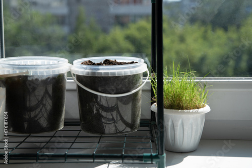 Growing plants on the windowsill of the house. Seedlings at home.