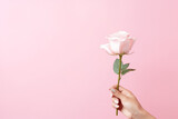 woman hand holding a pink rose to her lover valentine romance