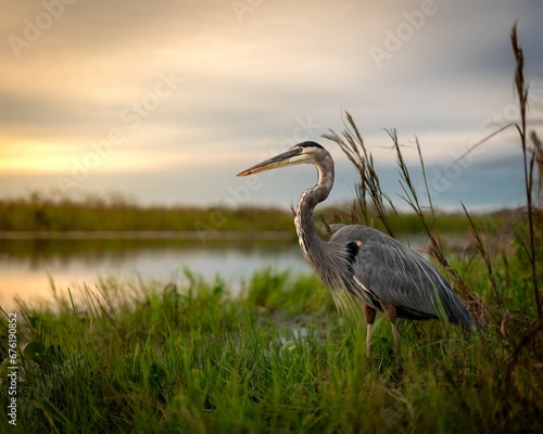great blue heron in the marsh