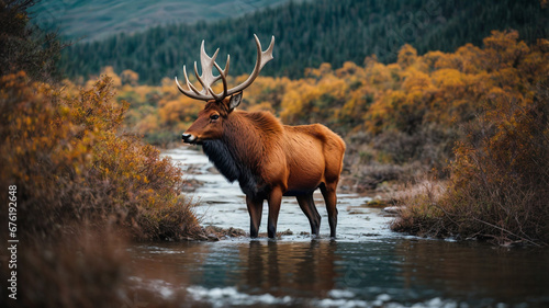 Majestic Elk Amidst Untamed Wilderness: Jungle Landscape Wildlife Scene