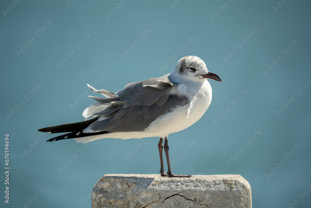 Wild seagull water bird perching on harbor railing in Florida. Wildlife in Southern USA Wild seagull water bird perching on harbor railing in Florida. Wildlife in Southern USA