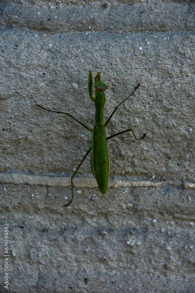 壁を登るカマキリ