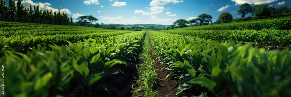 In this picturesque scene, a vast expanse of verdant fields stretches out under the expansive canvas of a sky painted with fluffy clouds, creating a serene landscape. Photorealistic illustration In this picturesque scene, a vast expanse of verdant fields stretches out under the expansive canvas of a sky painted with fluffy clouds, creating a serene landscape. Photorealistic illustration