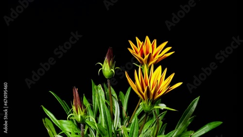 開花タイムラプス