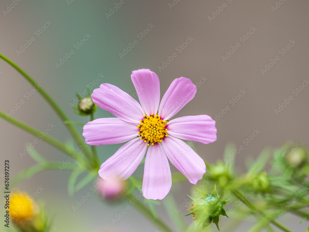 Obraz premium Beautiful purple Cosmos flower on green blured background. Cosmos bipinnatus, commonly called the garden cosmos or Mexican aster.