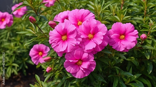 Close up of vibrant pink Cistus rambling rose type flower on lush green bush of green leaf background growing in organic garden floral bed in Summer day light   Generative AI