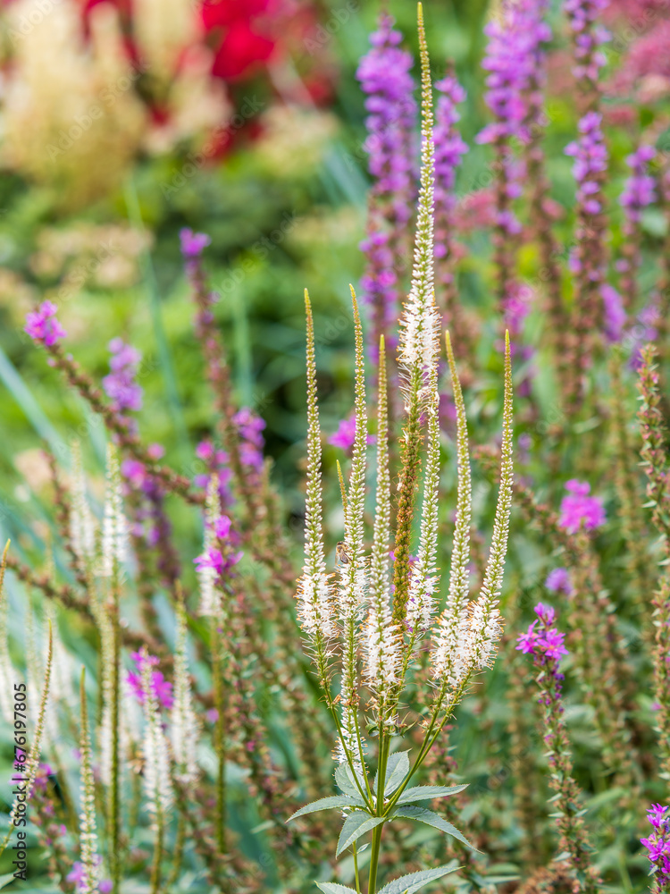 Obraz premium Close up of Veronicastrum virginicum Adoration seen in the garden in natural light.