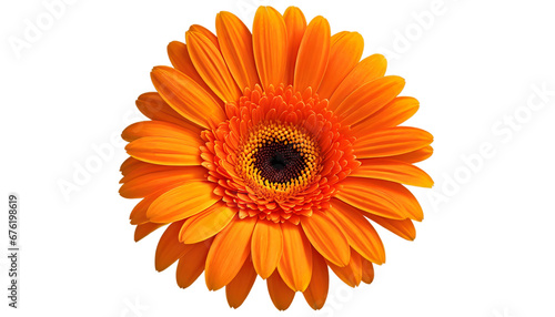 Gerbera Orange Floral Element on Transparent Background Png