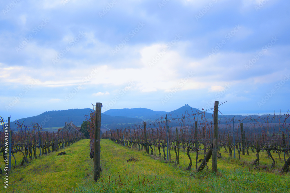 Vineyard in Balaton Vineyard in Balaton