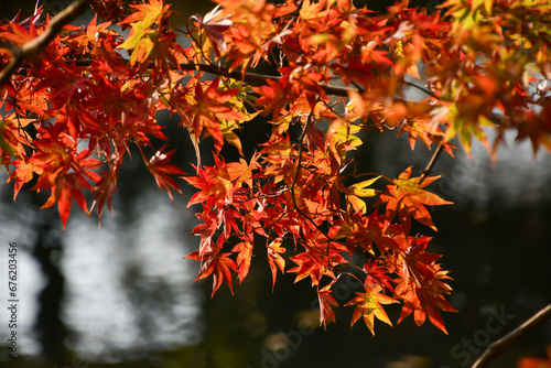 京都の紅葉