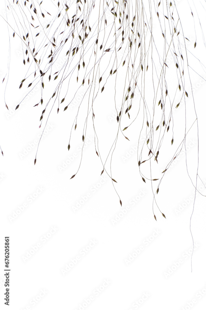 Naklejka premium dry plant with seeds on the white