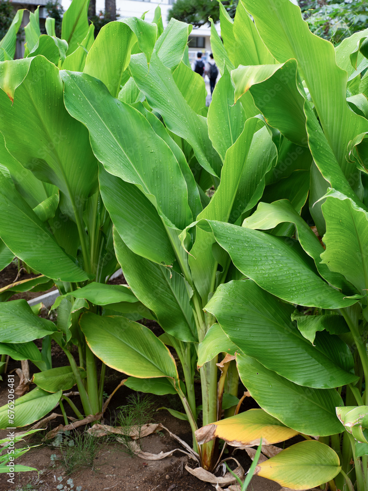 Obraz premium キョウオウ