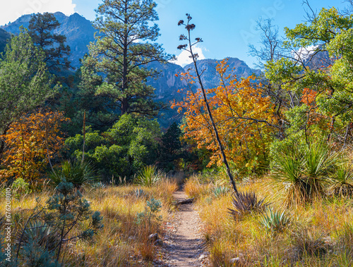 Fall Color in  McKittrick Canyon  Guadalupe Mountains National Park  Texas  USA
