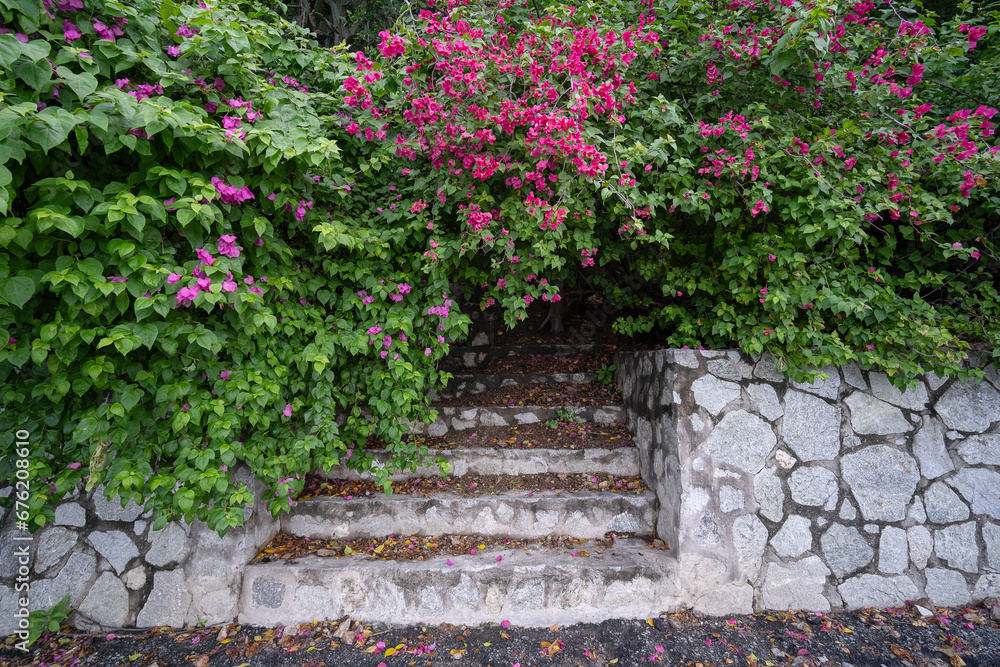 Red flowers covering steps up to front door of a house. Stone steps to a house covered in Bougainvillea flowers in between white stone walls. Flower plant covered outdoor stairs steps Red flowers covering steps up to front door of a house. Stone steps to a house covered in Bougainvillea flowers in between white stone walls. Flower plant covered outdoor stairs steps