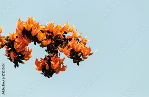 Bastard Teak or Palash Flowers or Butea Monosperma Hanging from Its Tree Branch with Sky Background photo