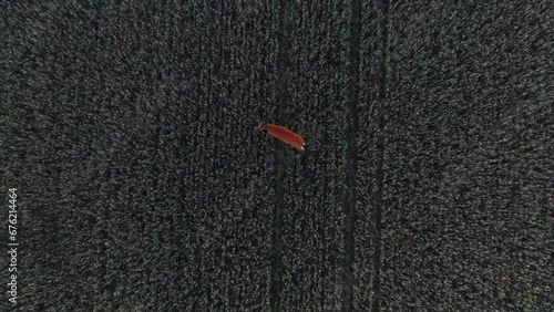 Aerial view descending on top a deer waiving tail on a field - overhead, drone shot