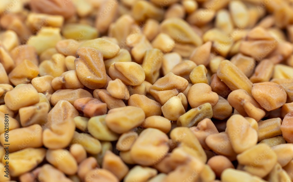 Macro of Fenugreek Seeds or Methi Seed Isolated on Fenugreek Heap in Horizontal Orientation Macro of Fenugreek Seeds or Methi Seed Isolated on Fenugreek Heap in Horizontal Orientation