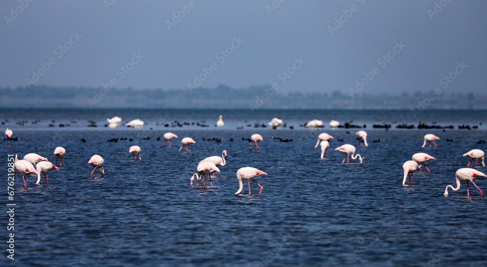 Pink flamingos in the Camargue in the water Pink flamingos in the Camargue in the water