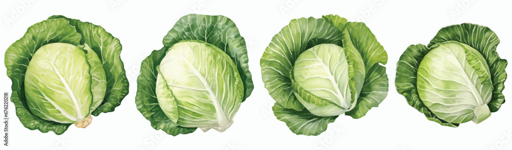 Fototapeta premium Set of Cabbage Watercolor Vector Illustration