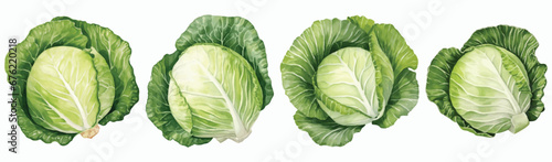 Set of Cabbage Watercolor Vector Illustration