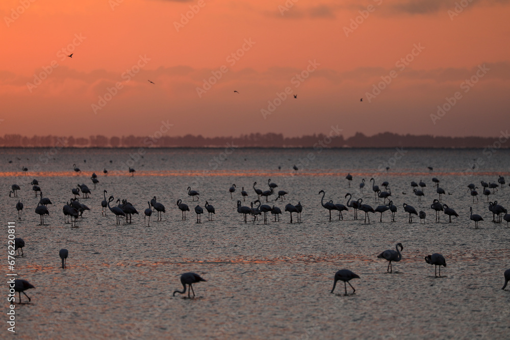 Pink flamingos in the Camargue in the water Pink flamingos in the Camargue in the water