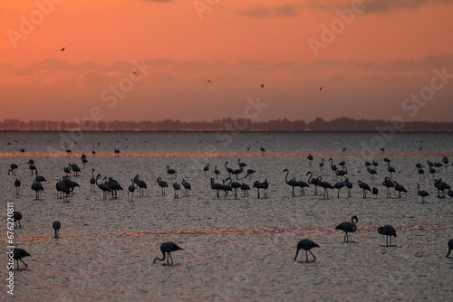 Pink flamingos in the Camargue in the water