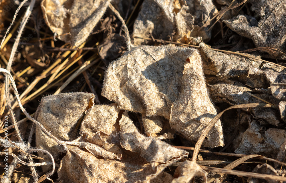 Dry grass in nature as an abstract background. Texture Dry grass in nature as an abstract background. Texture