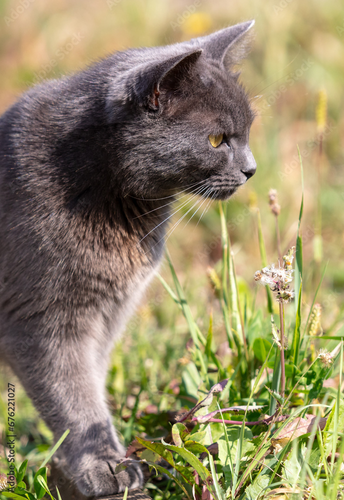 Portrait of a gray cat in nature