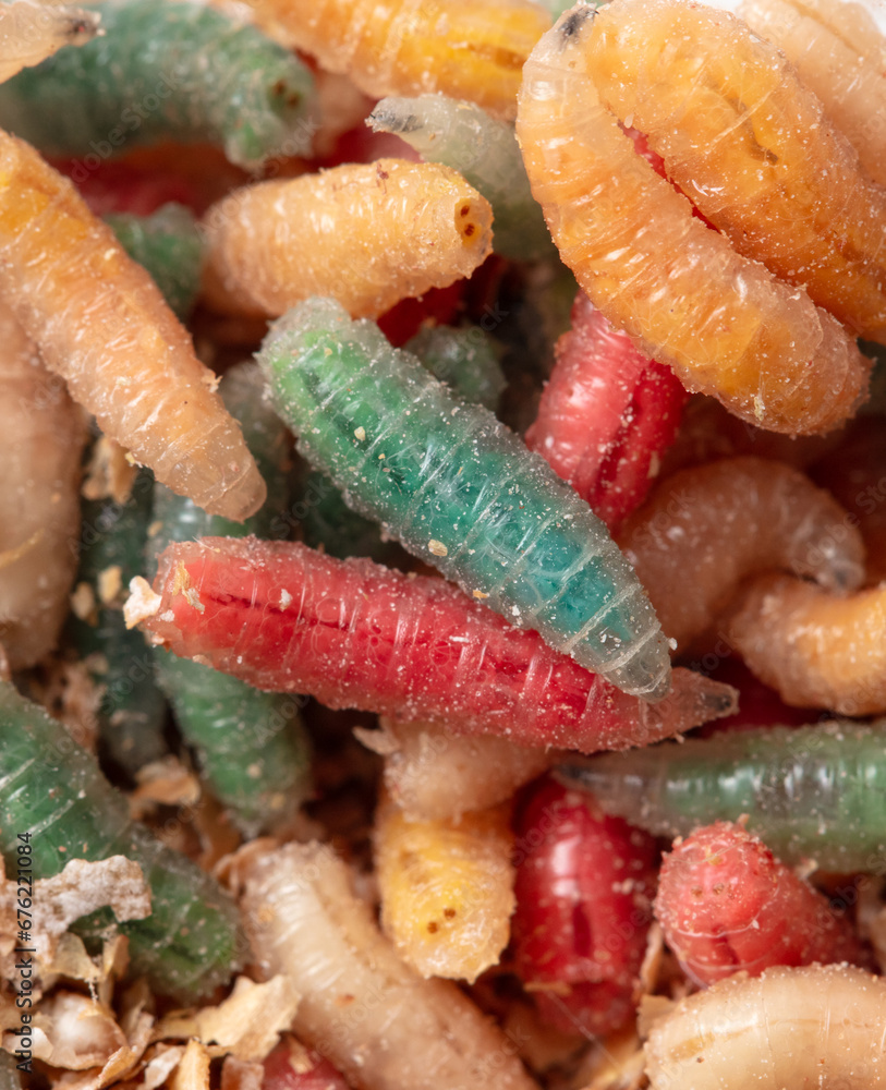 Multi-colored maggots in sawdust as a background. Macro Multi-colored maggots in sawdust as a background. Macro