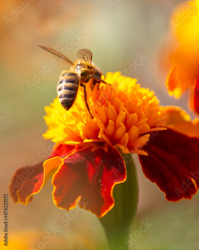 Close-up of a bee on an orange flower. Macro © schankz