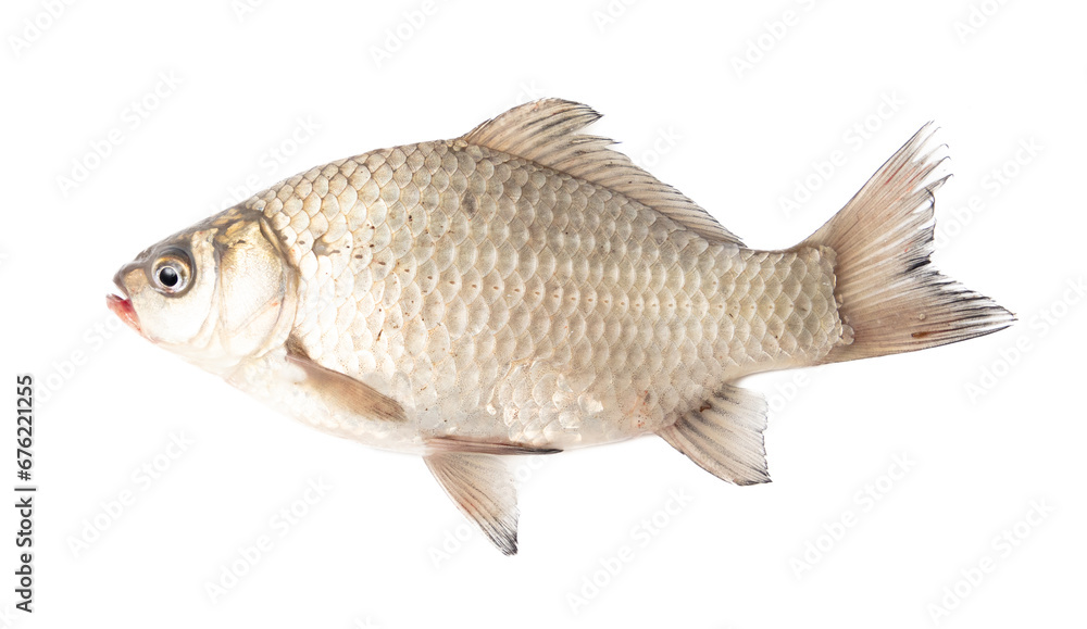 Crucian fish isolated white background Crucian fish isolated white background
