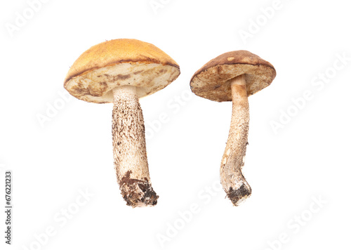Boletus mushroom isolated white background