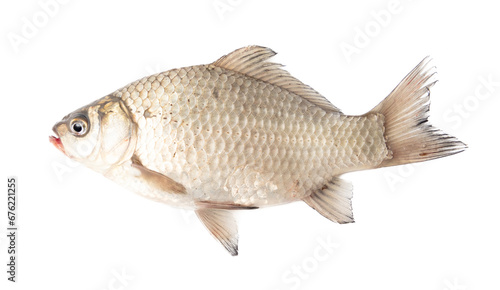 Crucian fish isolated white background