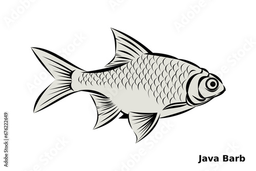 Freshwater fish in black outline with scales, fins and eye, set against white background, and Java Barb label.