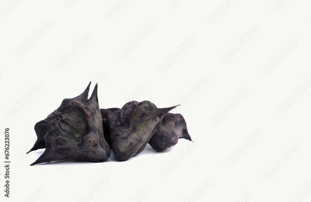 Fototapeta premium Water Chestnut or Eleocharis Dulcis Isolated on White Background with Copy Space